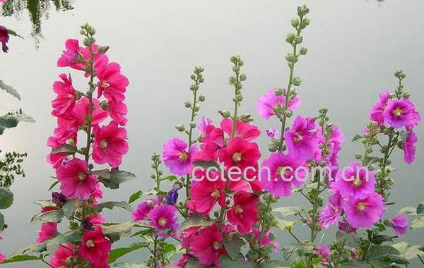 果蔬百科 蜀葵的功效和作用-0