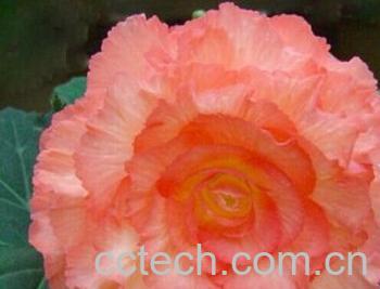 果蔬百科球根秋海棠-0