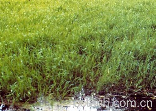 果蔬百科双穗雀-0