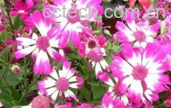 果蔬百科秋叶菊-0