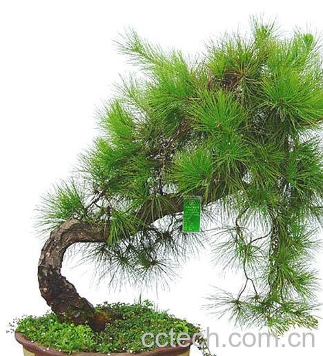 果蔬百科蓬莱珍-0