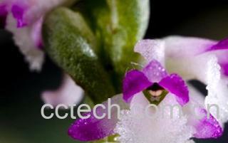 果蔬百科绶草-0