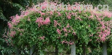 果蔬百科珊瑚花-0