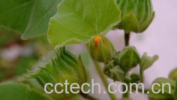 果蔬百科青麻-0