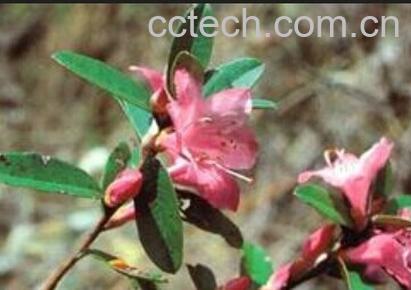 果蔬百科 柳条杜鹃-0