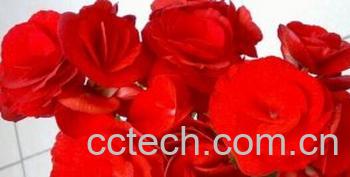 果蔬百科秋海棠-0