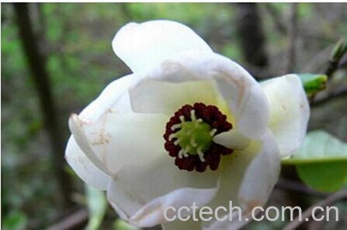 果蔬百科 龙女花-0