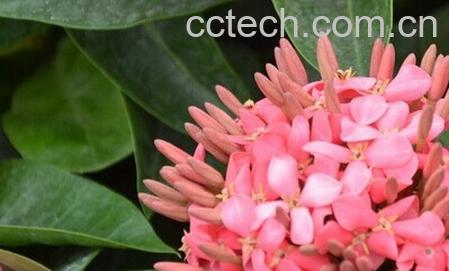 果蔬百科龙船花-0