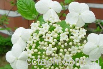 果蔬百科琼花-0