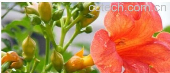 果蔬百科 凌霄-0