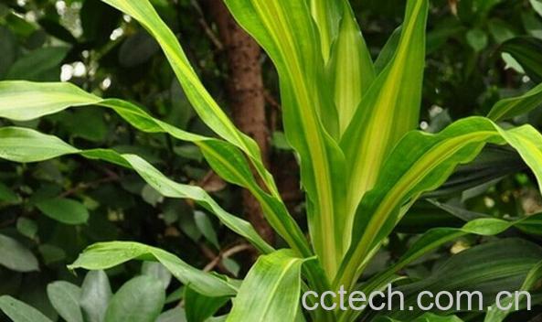 果蔬百科金心香龙血树-0