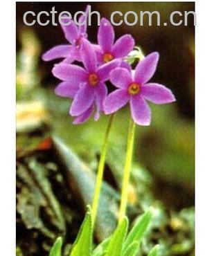 果蔬百科林芝报春花-0