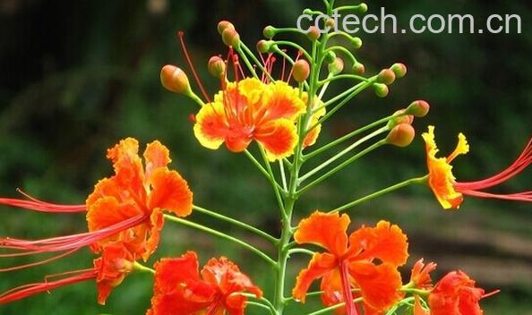 果蔬百科金凤花-0