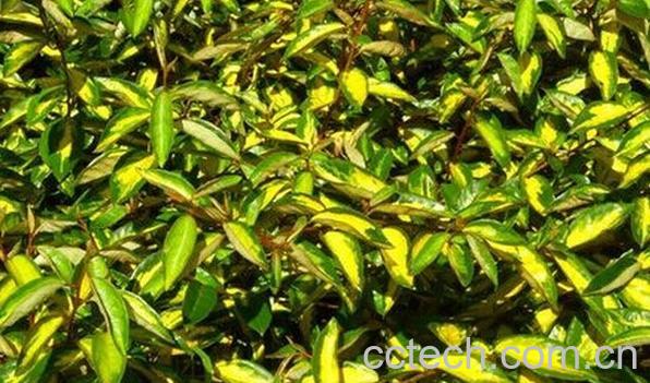 果蔬百科金心胡颓子-0