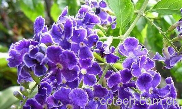 果蔬百科金露花-0