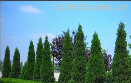 果蔬百科龙柏-0