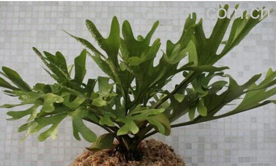 果蔬百科鹿角蕨-0