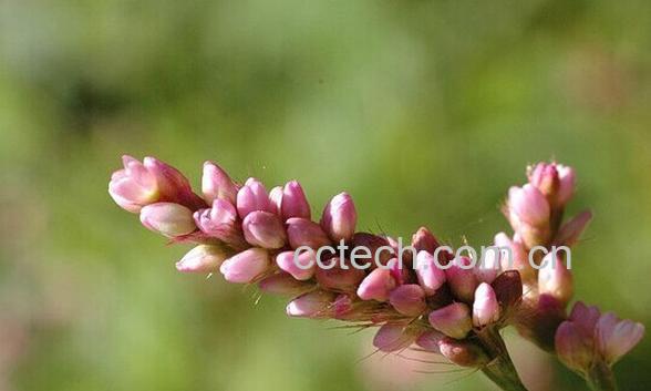 果蔬百科睫穗蓼-0