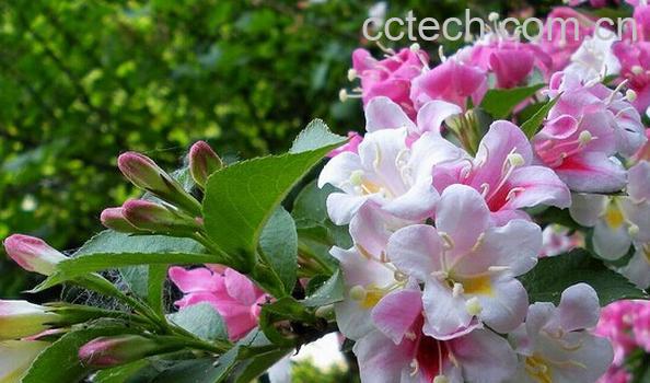 果蔬百科锦带花-0