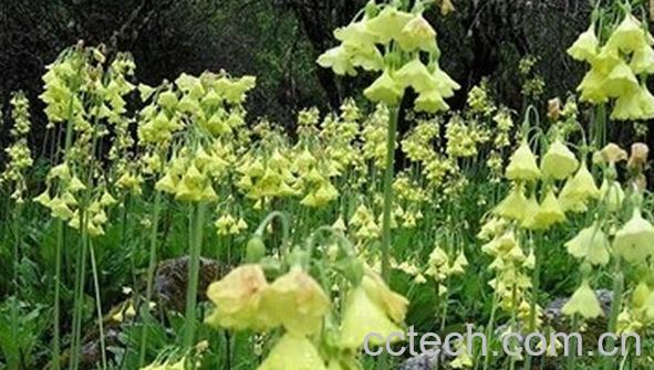 果蔬百科金黄脆蒴报春-0