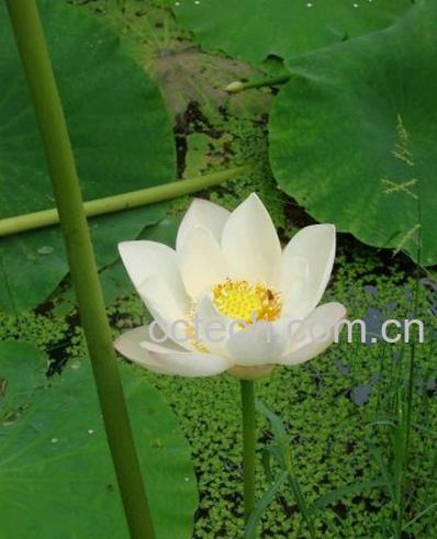 果蔬百科岩生银莲花-0