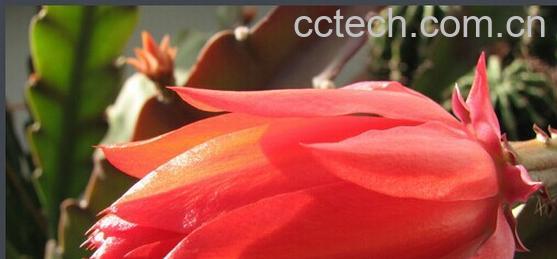 果蔬百科 令箭荷花-0