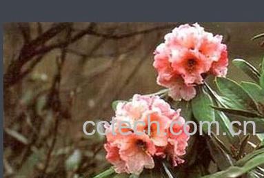 果蔬百科 裂毛雪山杜鹃-0