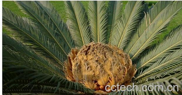 果蔬百科 鳞秕泽米铁-0