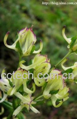 果蔬百科卵萼花锚-0