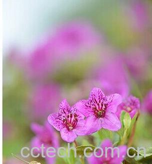 果蔬百科 鳞腺杜鹃-0