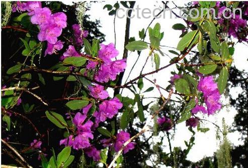 果蔬百科 林芝杜鹃-0