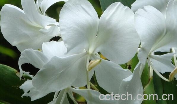 果蔬百科姜花-0