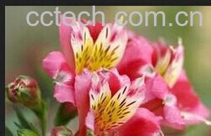 果蔬百科 六出花-0