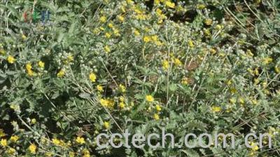 果蔬百科 雪山翻白草的功效与作用-0