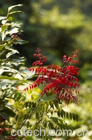 果蔬百科小叶红叶疼的功效与作用-0