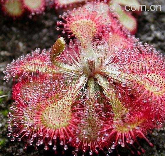 果蔬百科 小毛毡苔-0