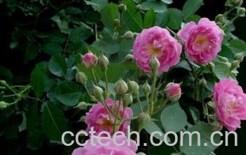 果蔬百科蔷薇-0