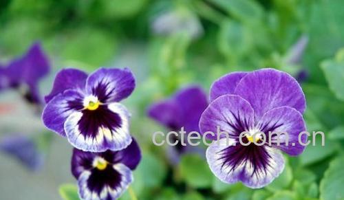 果蔬百科三色堇-0