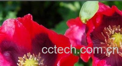 果蔬百科瑞云-0