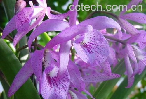 果蔬百科瑞香-0