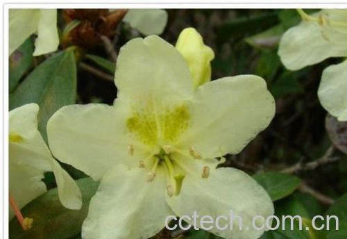 果蔬百科三花杜鹃-0