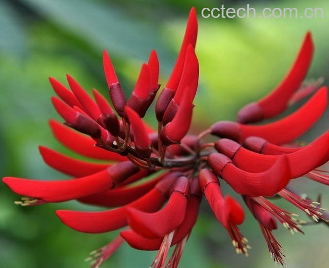 果蔬百科象牙红的功效与作用-0