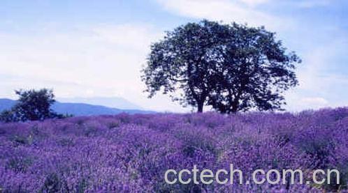 果蔬百科薰衣草-0