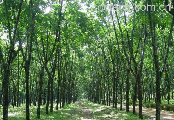 果蔬百科橡皮树的功效与作用-0