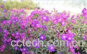 果蔬百科野牡丹-0