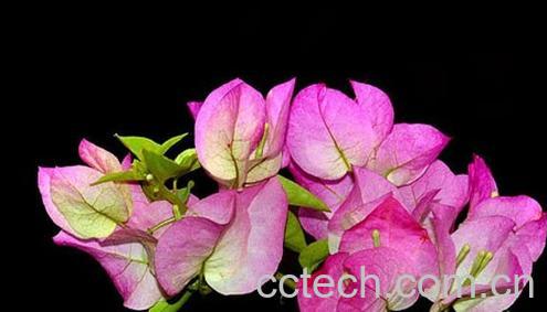 果蔬百科叶子花-0