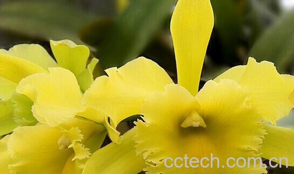 果蔬百科嘉德利亚兰-0