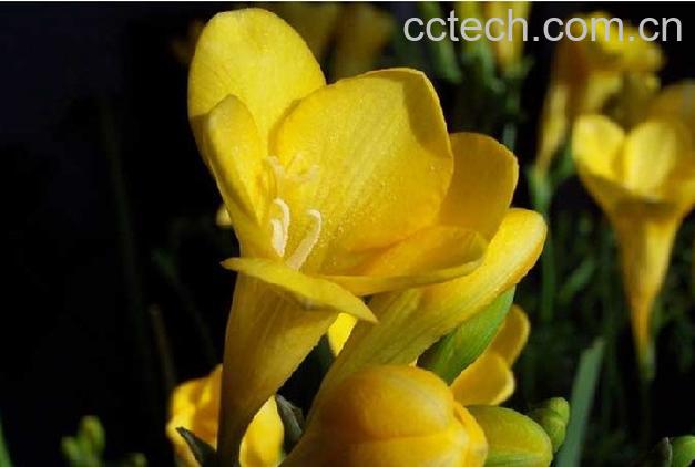 果蔬百科小仓兰的功效与作用-0