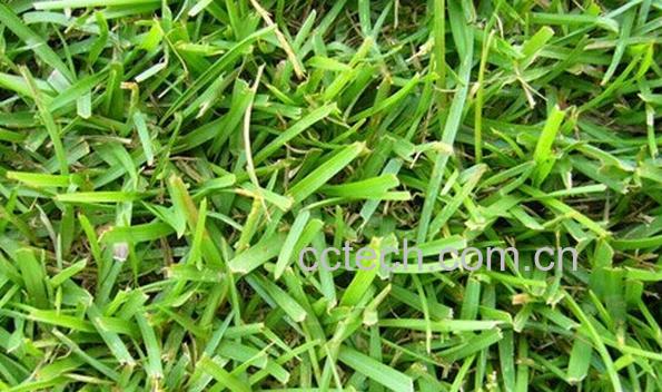 果蔬百科架棚假俭草-0