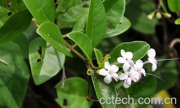 果蔬百科假茉莉-0